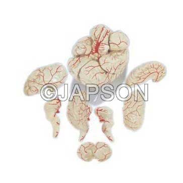 Human Brain Model with Arteries, PVC, 8 Parts Human Brain Model with Arteries, PVC, 8 Parts